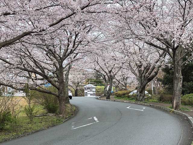 桜 満開情報 伊豆高原の桜アーチ 伊豆とくさんのダイビングサービス